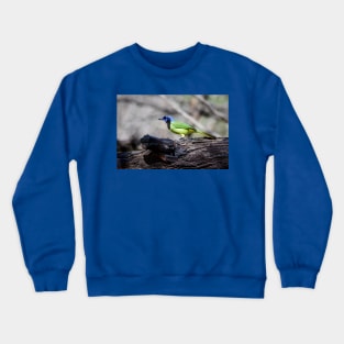 South Texas Green Jay Crewneck Sweatshirt